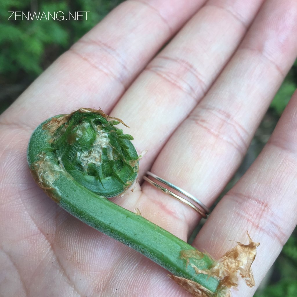 Foraging with friends